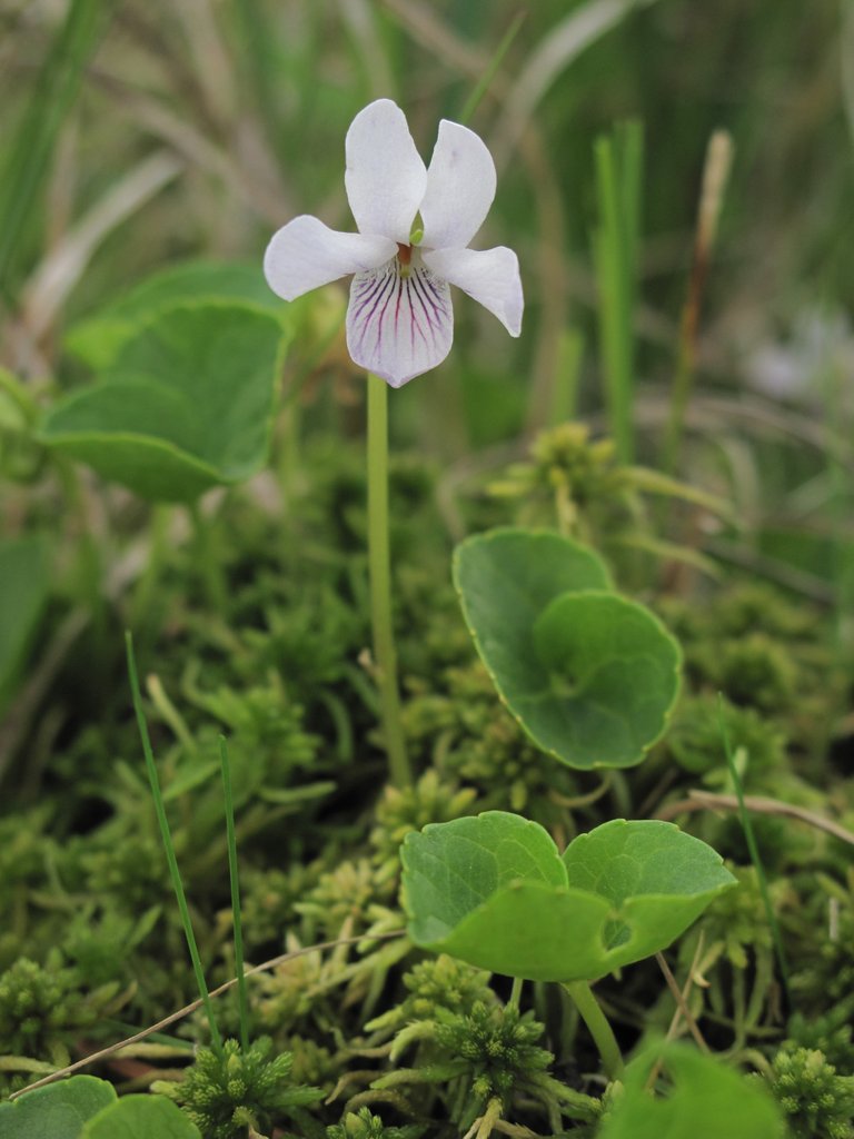 Viola palustris